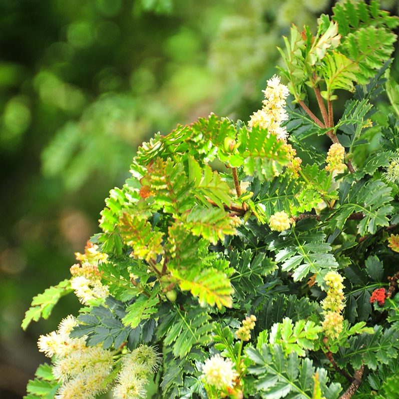 Diversidad Bosques Miyawaki